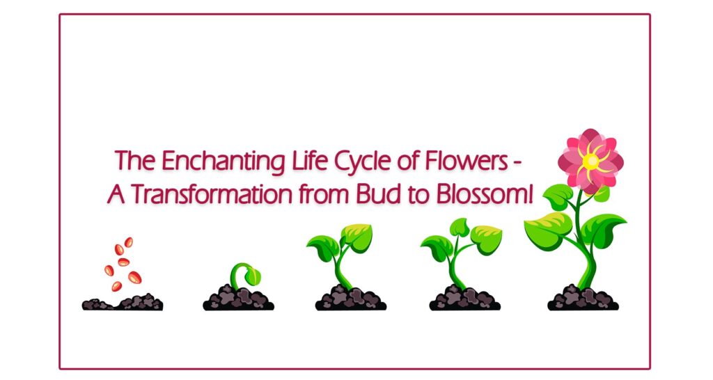 The Blossoming - Embracing Transformation