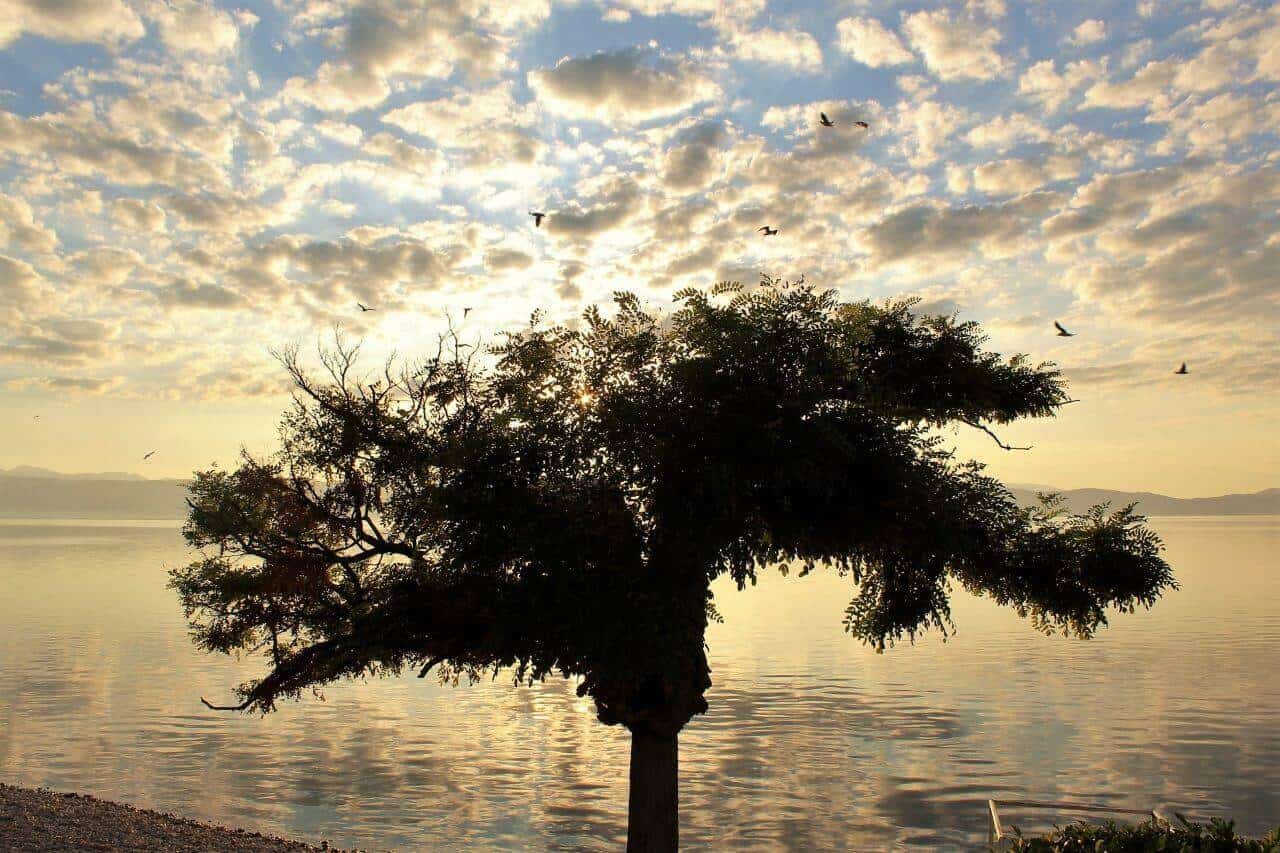 tree silhouette with fluffy clouds and sunset over calm water
