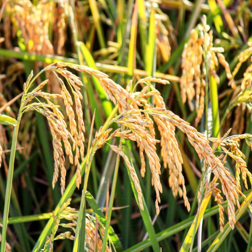 From Seed To Table: The Story Behind Our Barely Broken Jasmine Rice